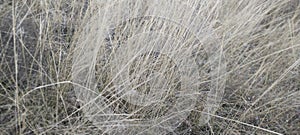 Yellowed dry grass on field. Stems dry tall vegetation, yellowed meadow grass, background