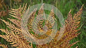 Yellowed fern leaf on a blurred background.