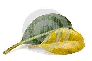 A yellowed ficus leaf in front of a green leaf. Illustration of vitamin deficiency, lack of minerals, nutrients. Two ficus leaves