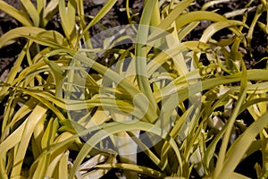 Yellowed grass in a clearing. Summer sunny day.