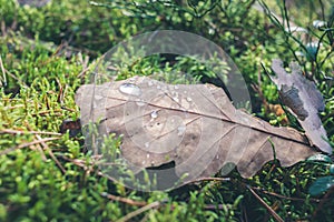 Yellowed leaf with a drop of ross on green moss/yellowed leaf with a drop of ross on green moss. Top view