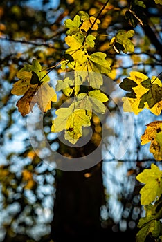 Yellowed leaves in autumn