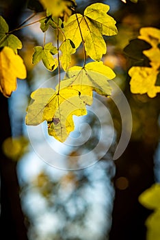 Yellowed leaves in autumn