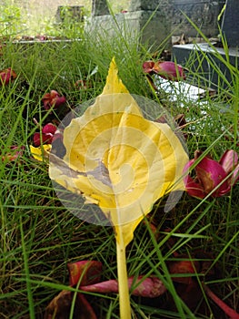 yellowed leaves that fall on the grass in the garden