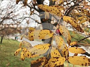 Yellowed leaves of mountain ash. Red berry, wrinkled from the autumn cold.