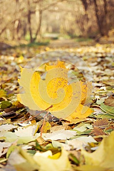 Yellowed Maple Leaf in forest background