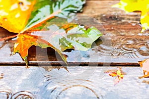 Yellowed maple leaves on the wet wooden planks in rainy day