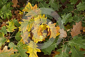 Yellowed oak leaves. background of autumn leaves