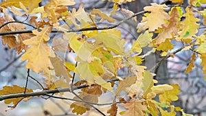 Yellowed Oak leaves fluttered in the wind