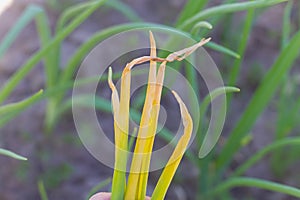 Yellowed onion leaves affected by the pest onion fly