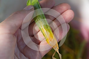 Yellowed onion leaves affected by the pest onion fly