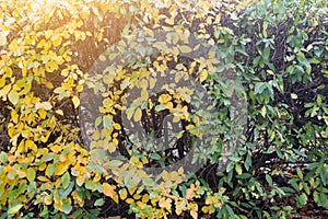 Yellowed plant in autumn as a background. Bush in autumn
