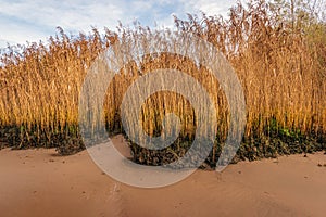 Yellowed reed plants on the bank of a river