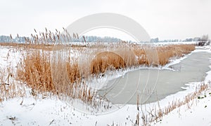 Yellowed reeds around frozen water