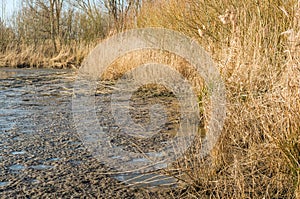 Yellowed reeds at the edge of a frozen marsh area