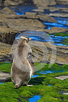 Yelloweyed Penguin in the Wild photo