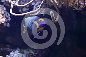 Yellowface angelfish