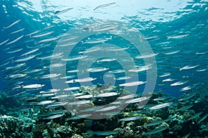 Yellowfin Barracudas