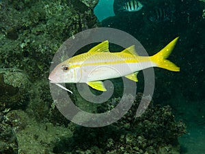 Yellowfin goatfish photo