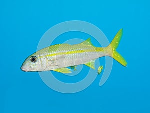 Yellowfin goatfish