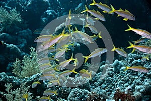 Yellowfin goatfish