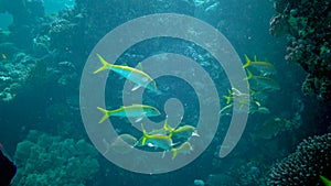 Yellowfin goatfish Mulloides vanicolensis. A flock of fish slowly swims over a coral reef. Fish of the Red Sea