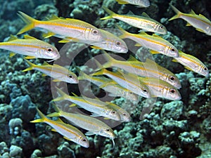 Yellowfin goatfish