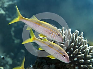 Yellowfin goatfish photo