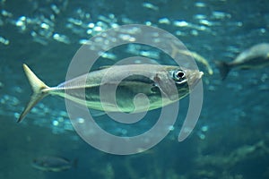 Yellowfin horse mackerel in an aquarium