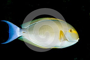 Yellowfin Surgeon Fish (Acanthurus xanthopterus)