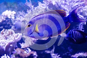 Yellowfin surgeonfish, Black surgeonfish.