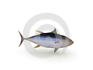 Yellowfin tuna