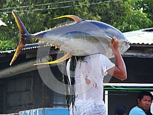 Yellowfin tuna artisanal fishery in Philippines#11