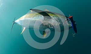 Yellowfin tuna fish caught in ocean with blue lure in its mouth