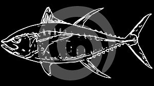 Yellowfin tuna fish fishing illustration on black background photo