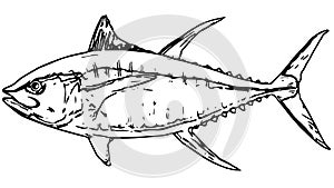 Yellowfin tuna fish fishing illustration on white background