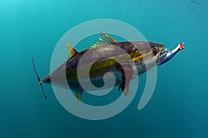 Yellowfin tuna fish with a lure in its mouth