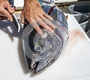 Yellowfin tuna fish during a quick butchering in the sea after fishing for sashimi