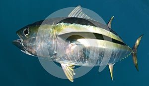 Yellowfin tuna fish underwater in ocean