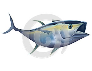Yellowfin tuna  photo