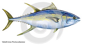Yellowfin tuna photo