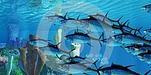 Yellowfin Tuna and Reef