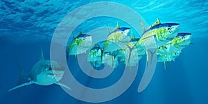 Yellowfin Tuna School photo