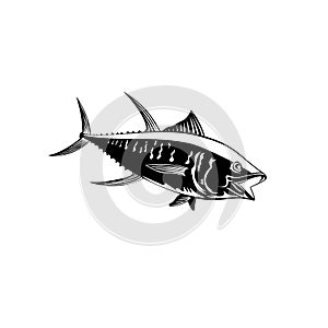 Yellowfin Tuna Thunnus Albacares or Ahi Swimming Side Retro Black and White