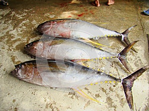 Yellowfin tuna Thunnus albacares freshly landed by the artisanal fishermen in Mindoro, Philippines