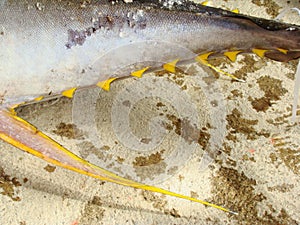 Yellowfin tuna Thunnus albacares freshly landed by the artisanal fishermen in Mindoro, Philippines