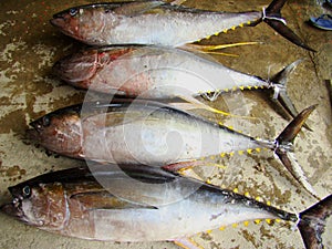 Yellowfin tuna Thunnus albacares freshly landed by the artisanal fishermen in Mindoro, Philippines