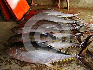 Yellowfin tuna Thunnus albacares freshly landed by the artisanal fishermen in Mindoro, Philippines