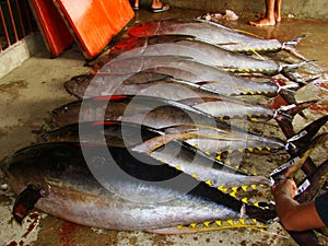 Yellowfin tuna Thunnus albacares freshly landed by the artisanal fishermen in Mindoro, Philippines