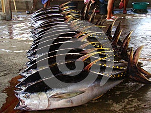 Yellowfin tuna Thunnus albacares freshly landed by the artisanal fishermen in Mindoro, Philippines